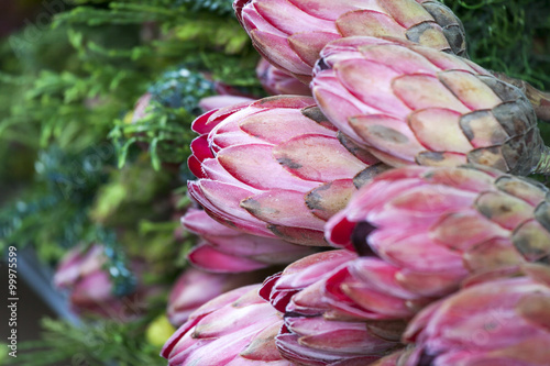 Bunches of Proteas close up