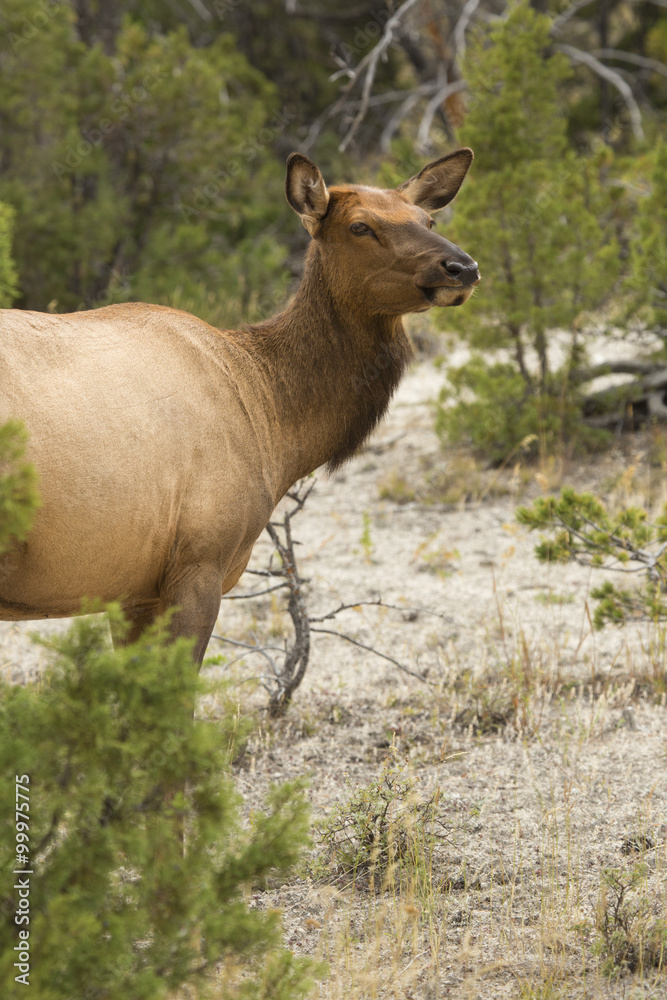 Female elk standing in shrubs, Yellowstone National Park, Wyoming.