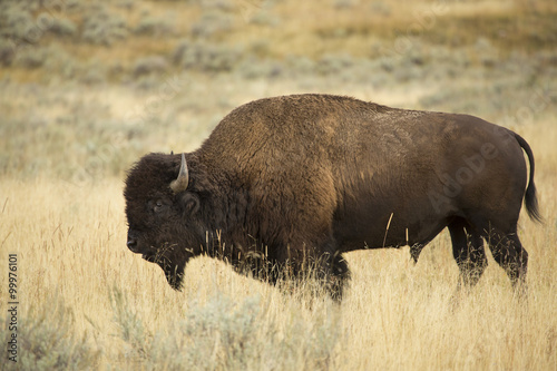 Bull bison in profile, standing in grasslands of Yellowstone, Wyoming.