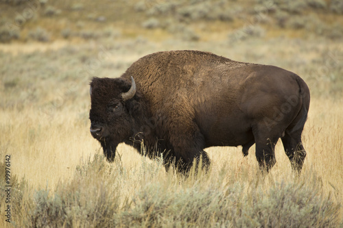 Bull bison in profile, standing in grasslands of Yellowstone, Wyoming. © duke2015