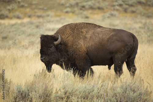 Bull bison in profile, standing in grasslands of Yellowstone, Wyoming.