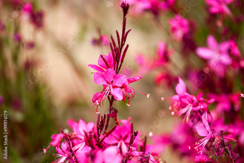 Gaura lindheimeri