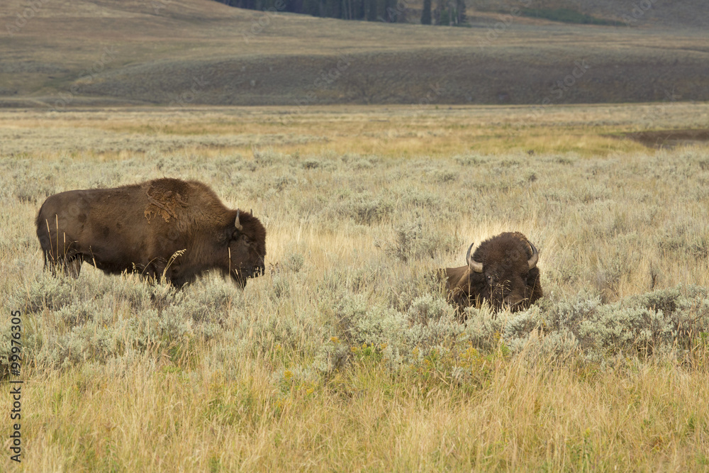 Two bison in grassland scrub, one lying down, Yellowstone.