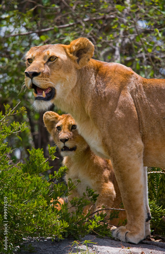 Lioness and her cub on a big rock. National Park. Kenya. Tanzania. Masai Mara. Serengeti. An excellent illustration. Lioness and her cub on a big rock. National Park. Kenya. Tanzania. Masai Mara. Serengeti. An excellent illustration.