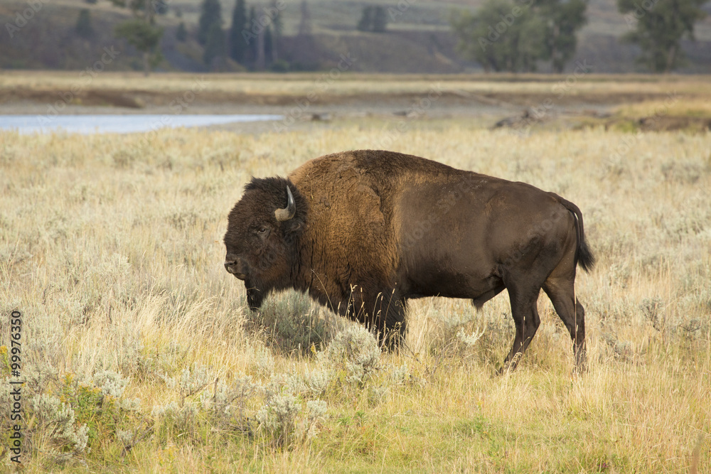 Bull elk standing in grasslands near the Lamar River, Yellowstone.