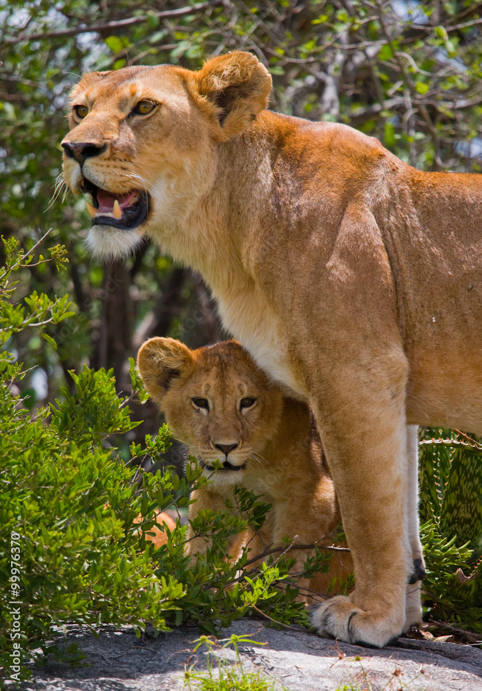 Fototapeta premium Lioness and her cub on a big rock. National Park. Kenya. Tanzania. Masai Mara. Serengeti. An excellent illustration.