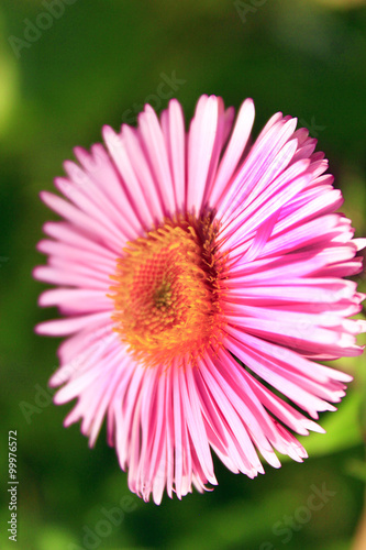 red beautiful aster in the garden