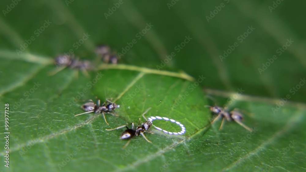 Close-up of ants eating, drinking a drop of honey Close-up of ants eating, drinking a drop of honey