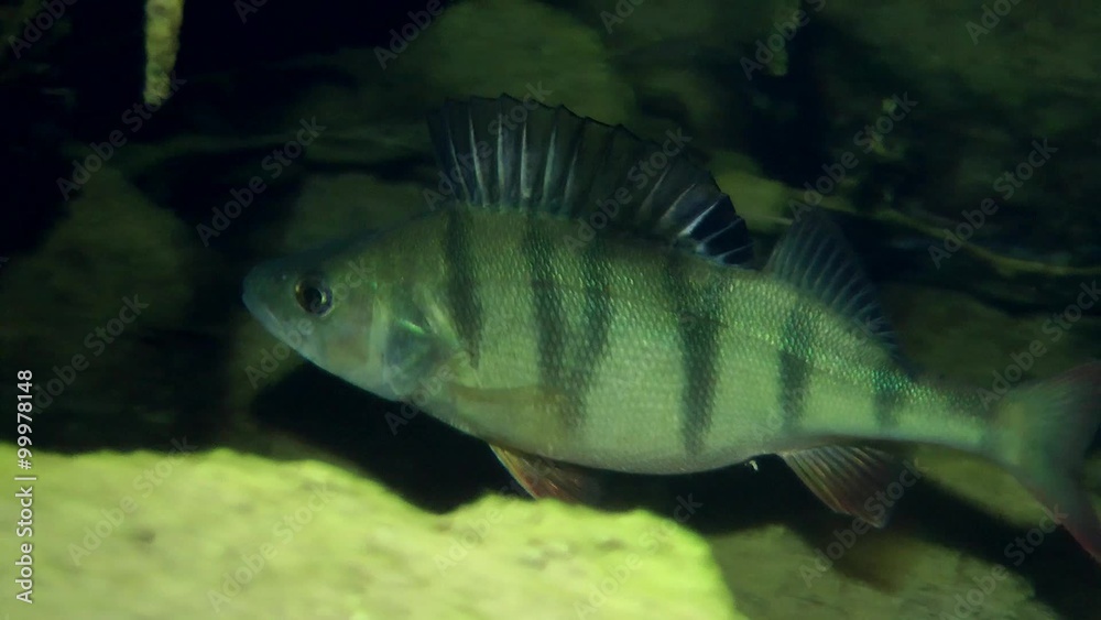 European perch (Perca fluviatilis) swim among the rocks and twigs, medium shot.
European perch (Perca fluviatilis) swim among the rocks and twigs, medium shot.