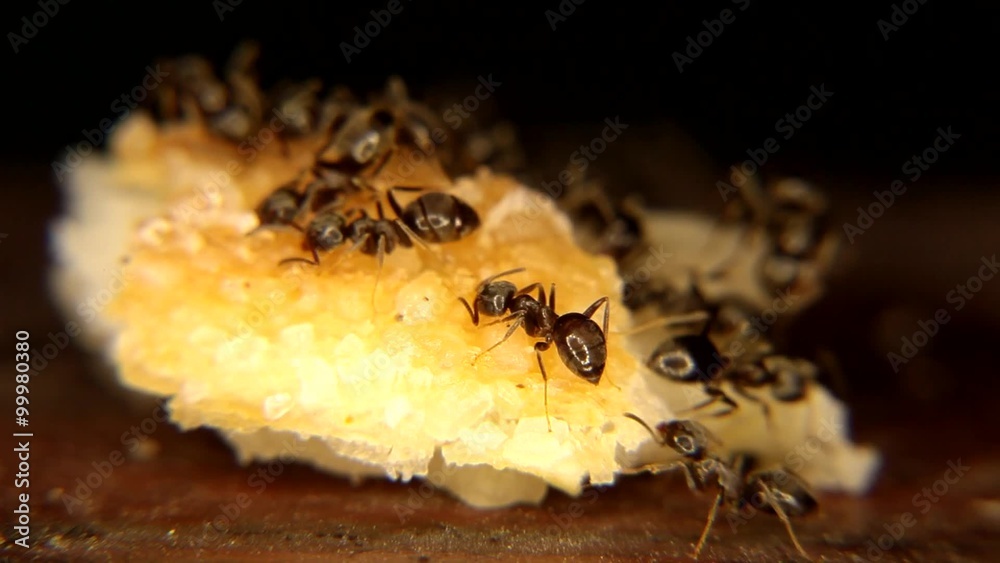 Black ants Eating a piece of bread