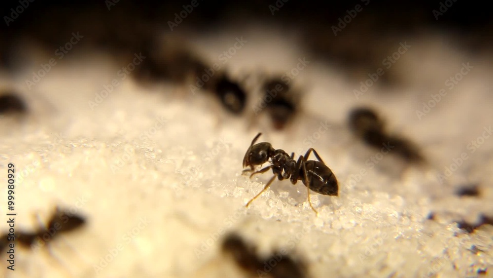 Black ants Eating white sugar Black ants Eating white sugar