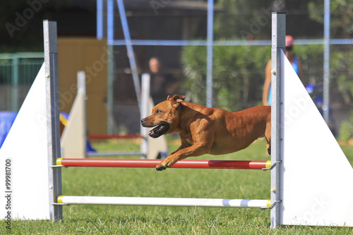 agility
