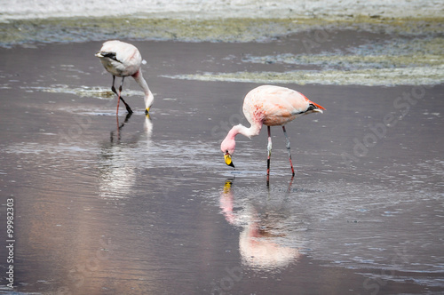 Pink flamingos in the High Andean Plateau, Bolivia