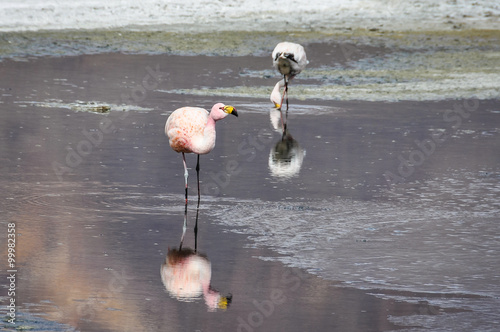 Pink flamingos in the High Andean Plateau, Bolivia