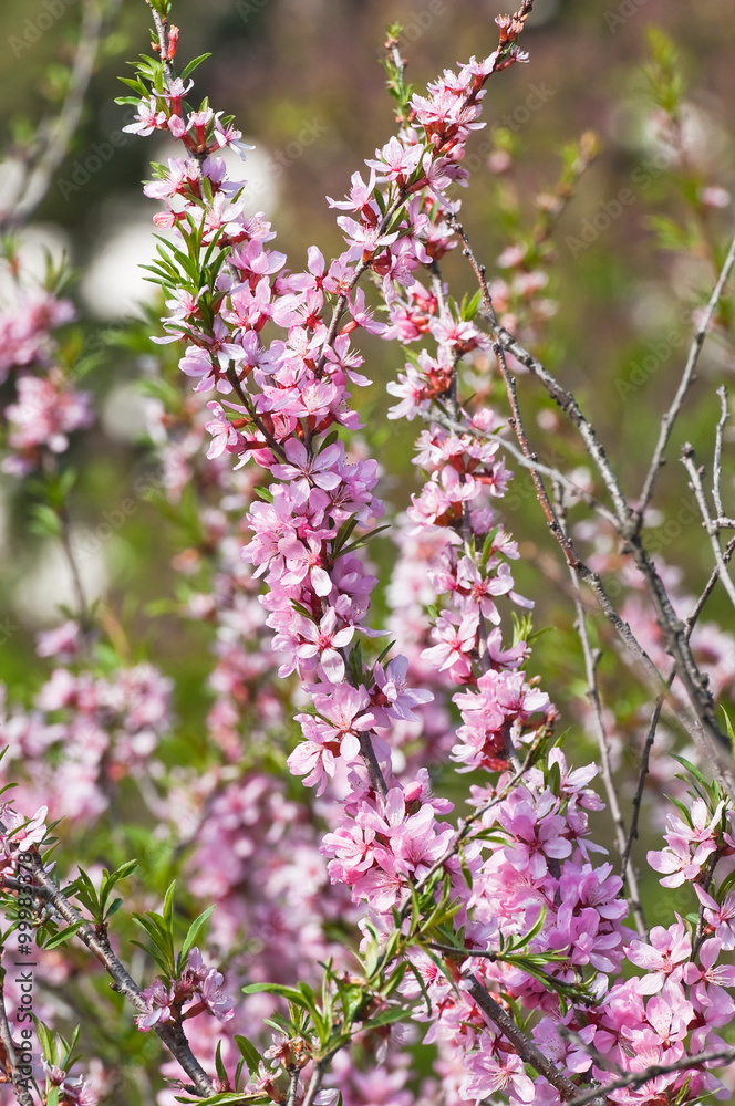 Blooming steppe almond (Prunus tenella) Blooming steppe almond (Prunus tenella)