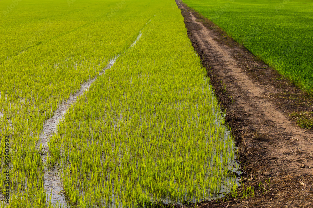 Background road berms green rice. Background road berms green rice.