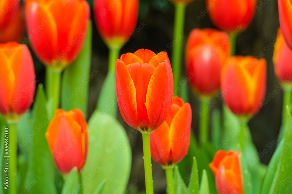 Tulip. Beautiful bouquet of tulips. colorful tulips. Tulip. Beautiful bouquet of tulips. colorful tulips.