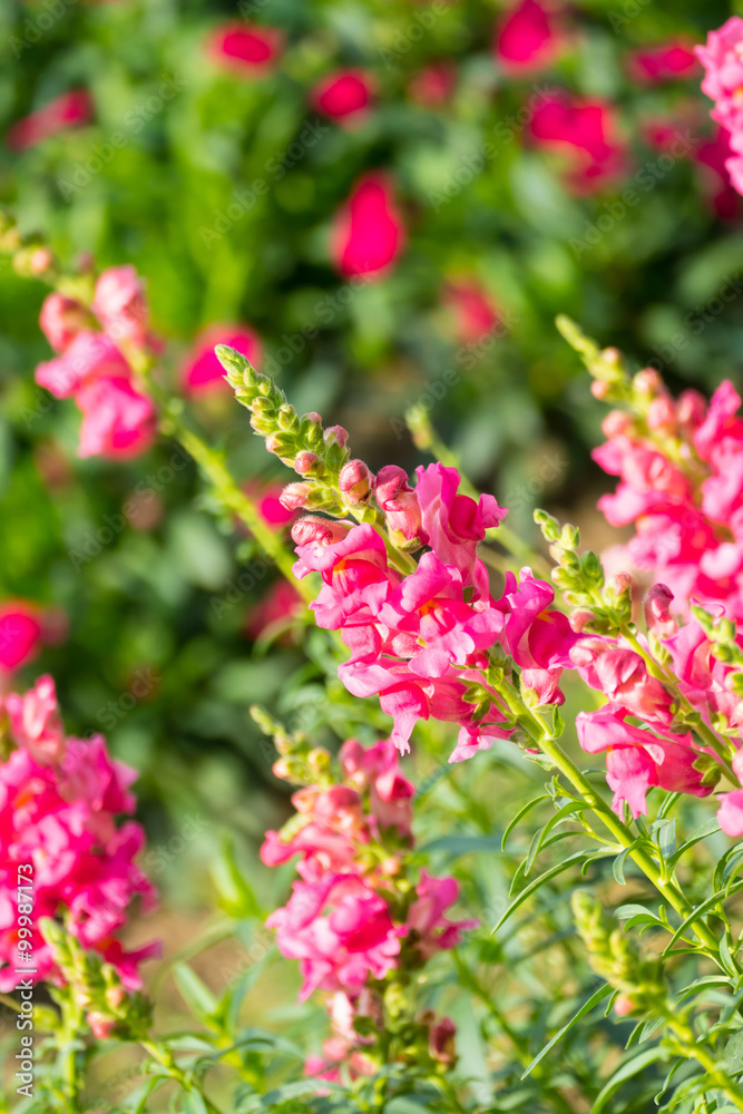 The background image of the colorful flowers The background image of the colorful flowers