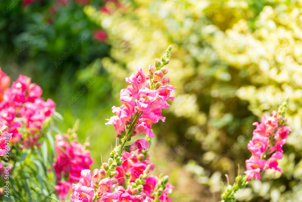 The background image of the colorful flowers The background image of the colorful flowers