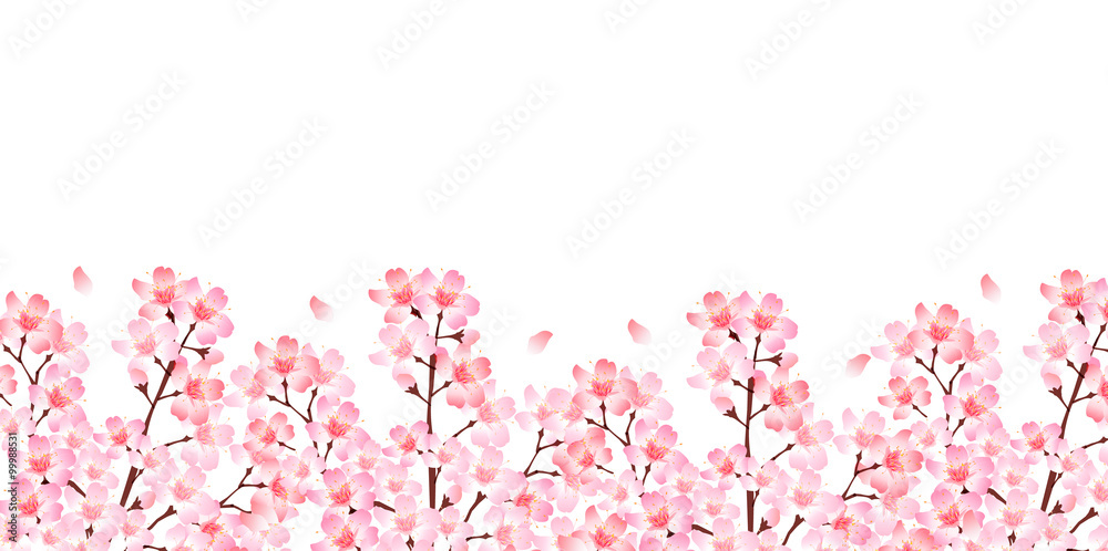 Fototapeta premium 桜 春 花 背景
