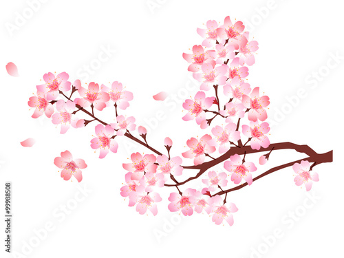 桜　春　花　アイコン