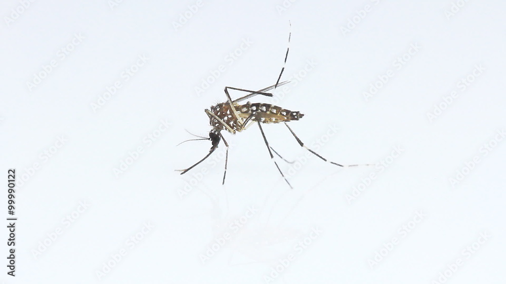 mosquito on white background