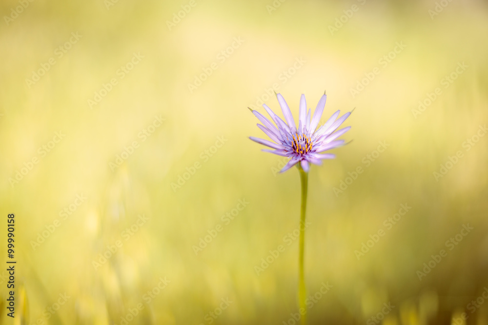 Violet Flower on Blurred Background