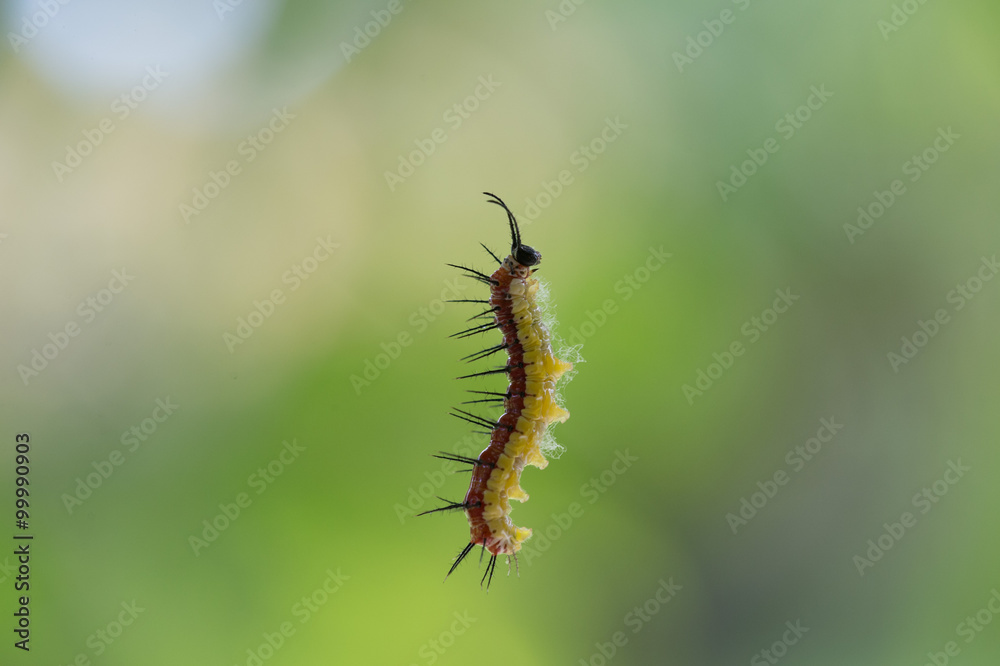 Caterpillar suspended by a web