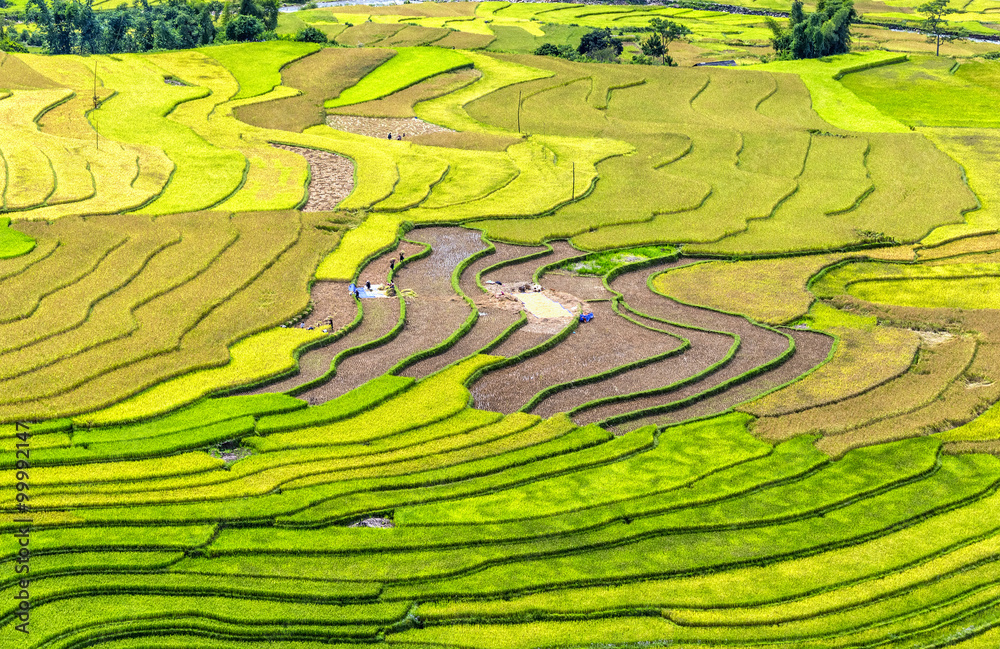 Beauty harvest season terraced fields terraced rice farmers have been