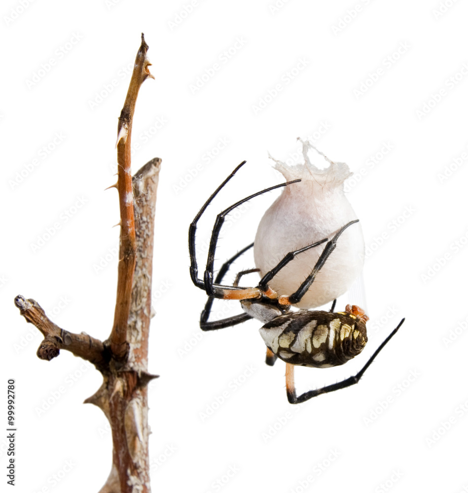 Wasp Spider (Argiope bruennichi) with cocoon Wasp Spider (Argiope bruennichi) with cocoon