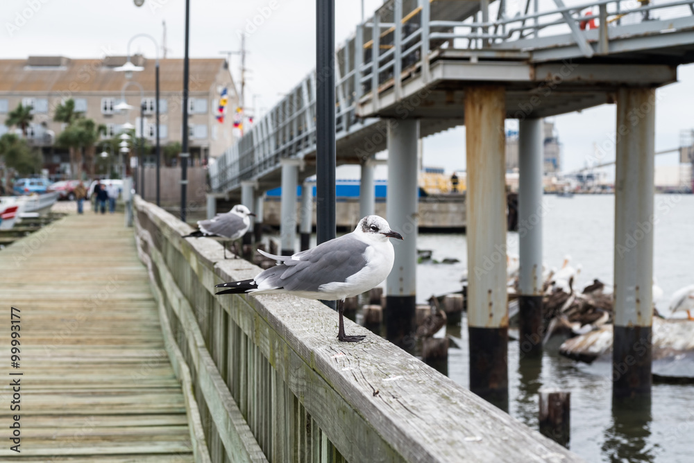 Seagulls on a wood pier. Seagulls on a wood pier.