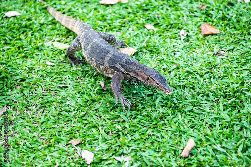 water monitor lizard  varanus salvator 