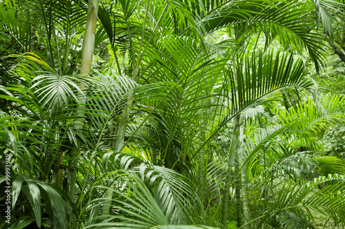 Fototapeta Naklejka Na Ścianę i Meble -  Lush green tropical jungle