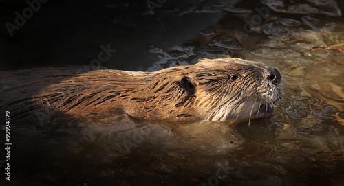 Beaver in the Water  photo