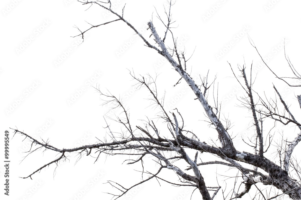 branches sèches, fond blanc