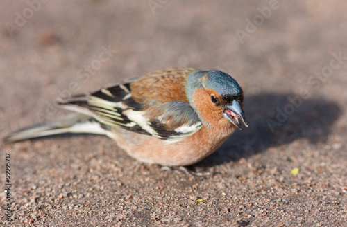 chaffinch eating seeds