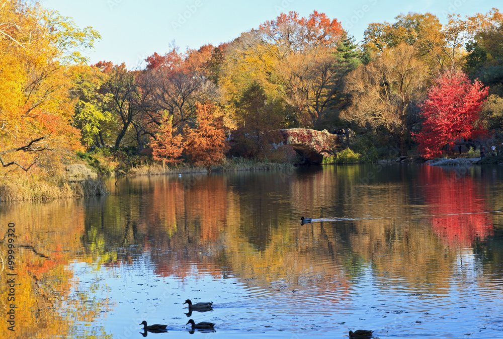 Ducks on Central Park Pond