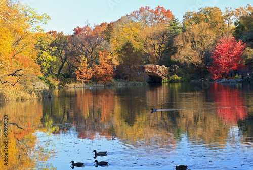 Ducks on Central Park Pond
