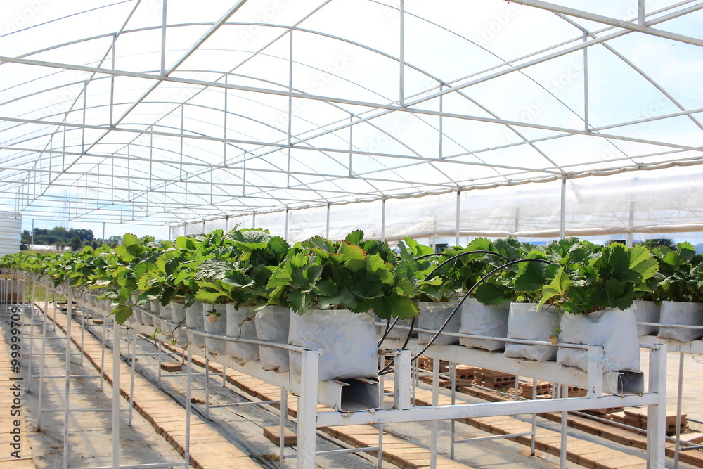 Row of Strawberry Trees In Closed Farming System
