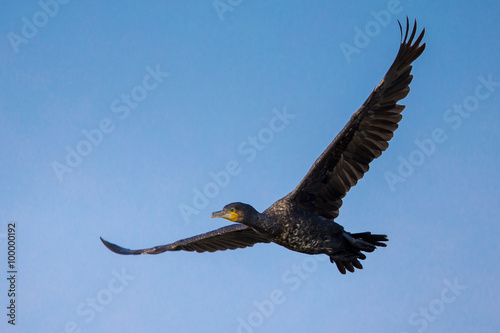 Great Cormorant (Phalacrocorax carbo) in flight © Earnest Tse