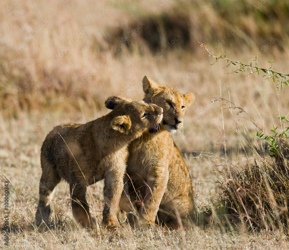 Obraz premium Lions playing with each other. Savannah. National Park. Kenya. Tanzania. Maasai Mara. Serengeti. An excellent illustration.