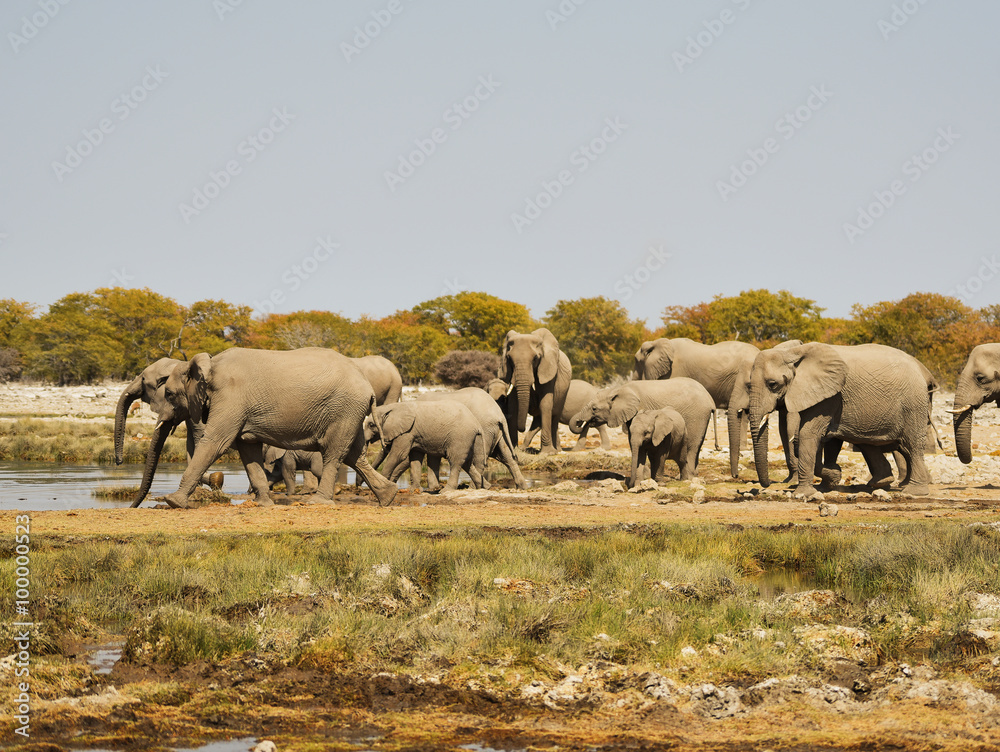 Obraz premium Elefantenherde in der Savanne vom Etosha Nationalpark
