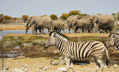 Fototapeta Naklejka Na Ścianę i Meble -  Elefantenherde in der Savanne von Afrika