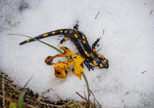 Fire salamander crawling on the snow. Wild