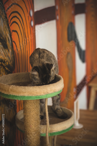 Fototapeta Naklejka Na Ścianę i Meble -  cute funny cat