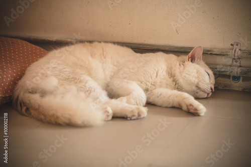 sleepnig cat © kamui29