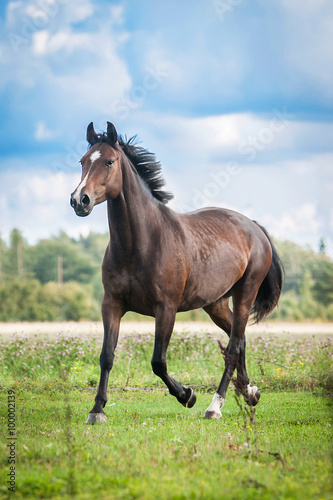 Canvas-taulu Beautiful warmblood horse running on the field in summer