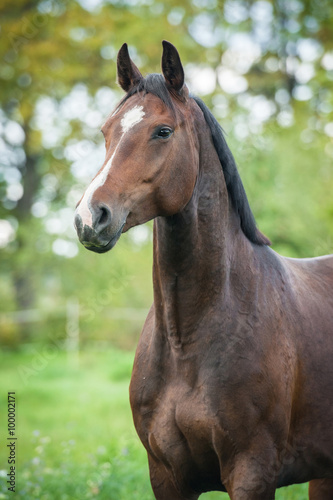Portrait of beautiful warmblood horse  © Rita Kochmarjova