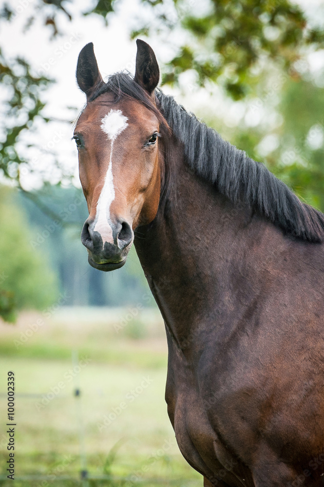 Fototapeta premium Portrait of beautiful warmblood horse 