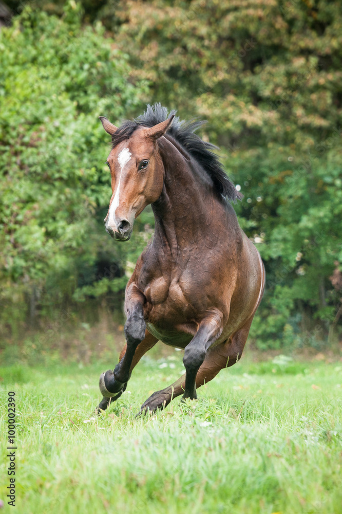 Powerfull warmblood horse running on the field in summer